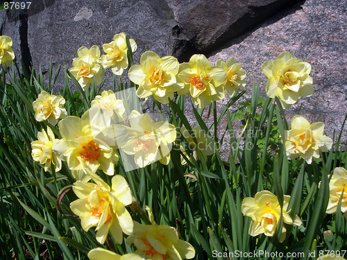Image of Narcissus