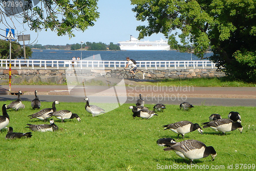 Image of Flight of flying geese in park of city Helsinki