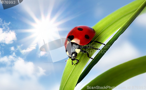 Image of Ladybird