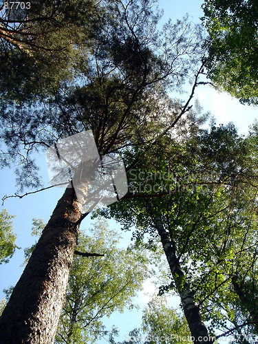 Image of Pines grow in the sky