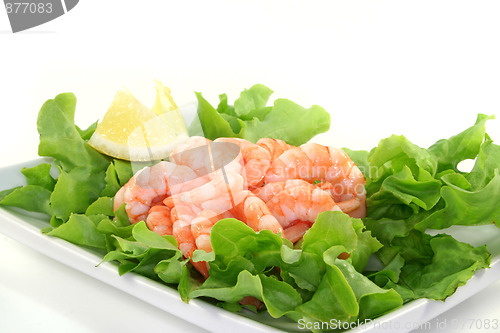 Image of Shrimps