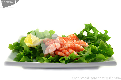 Image of Shrimps