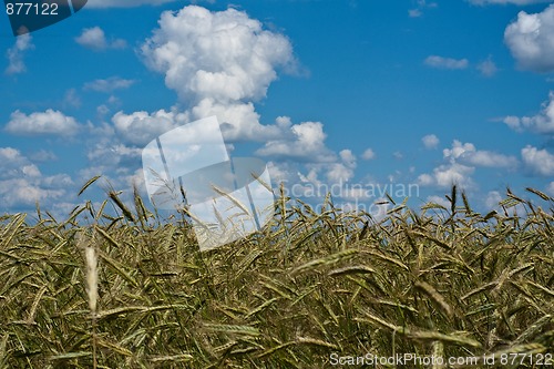 Image of Harvest of wheat