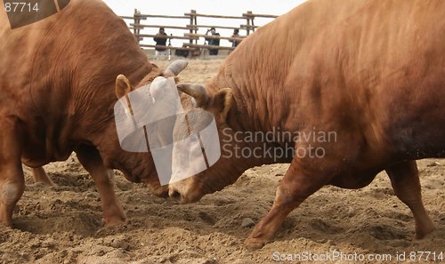 Image of Bull fight