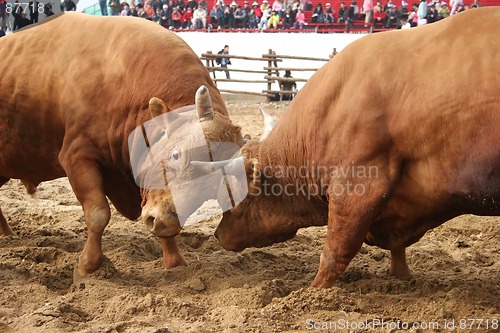 Image of Bull fight