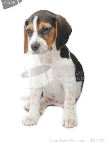 Image of Tricolor beagle puppy sitting