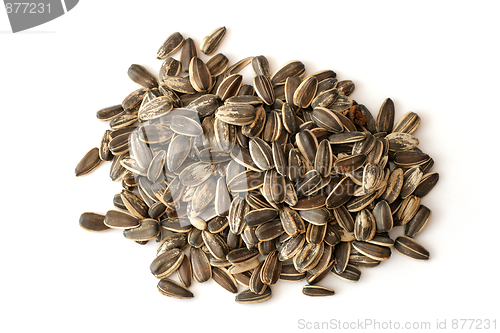 Image of Sunflower seed