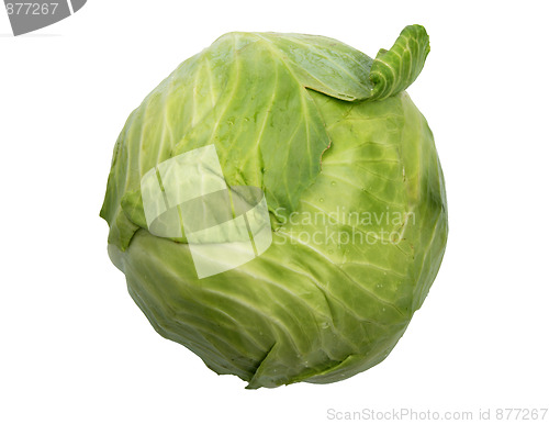 Image of Single green cabbage with dew.