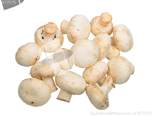 Image of Group of white field mushroom.