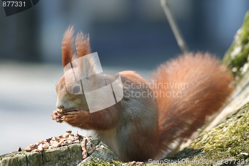 Image of Squirrel