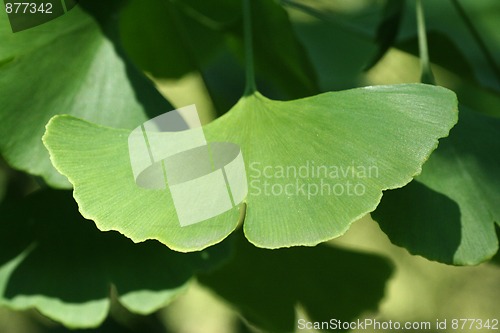 Image of Ginkgo