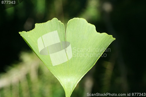 Image of Ginkgo