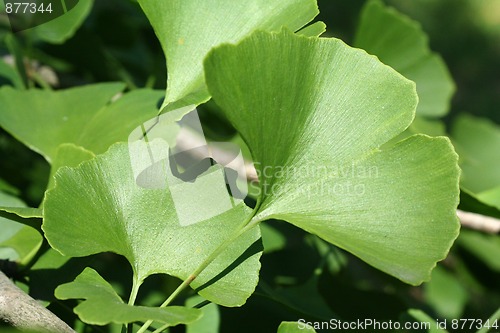 Image of Ginkgo
