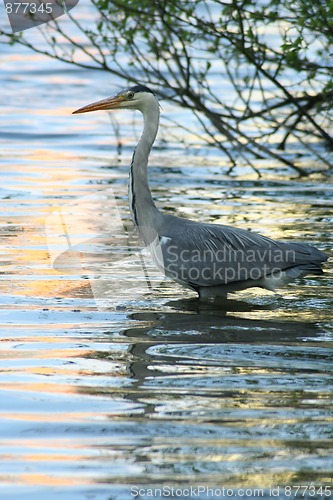 Image of Grey heron