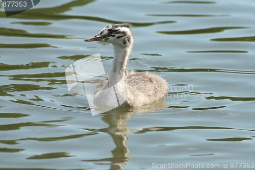 Image of Grebe chick