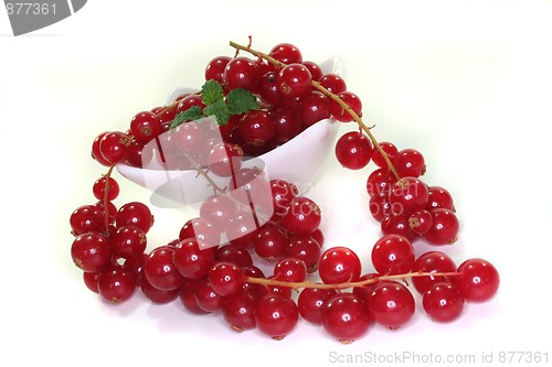 Image of currant