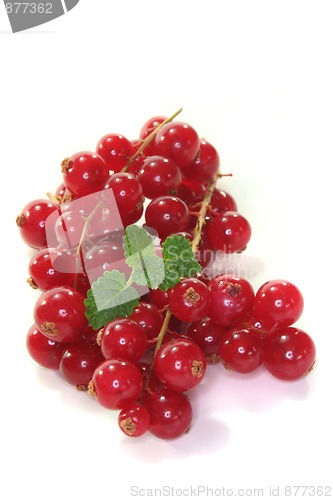 Image of currant
