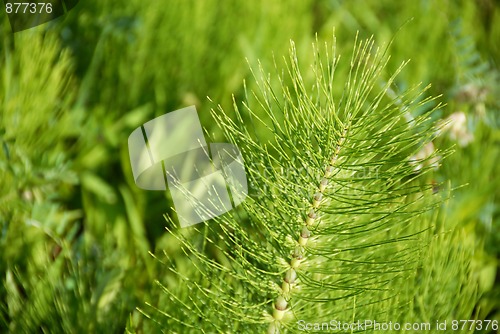 Image of Green floral background