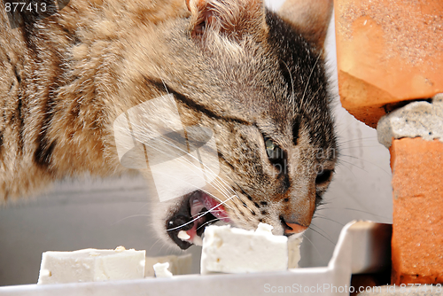 Image of Hungry cat eating