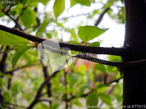 Image of Drop on tree over green background