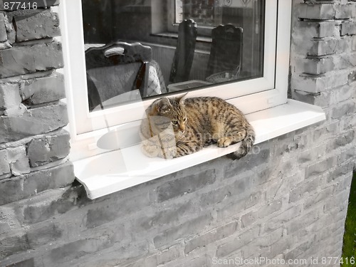 Image of Cat relaxing by window