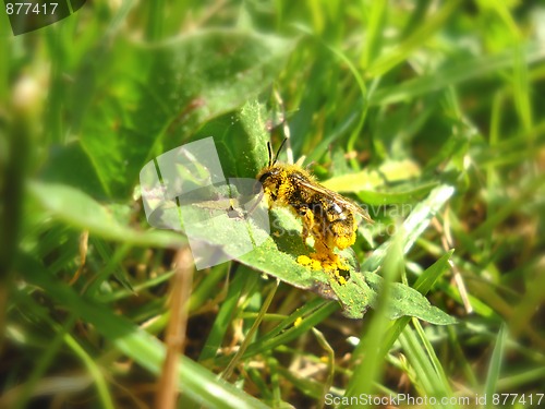 Image of Bee on green leaf full of pollen