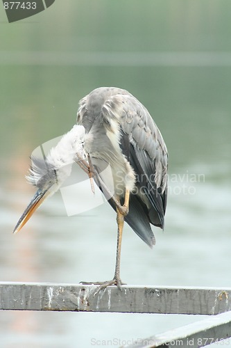 Image of Grey heron scratches