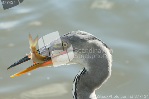 Image of Grey heron with a fish