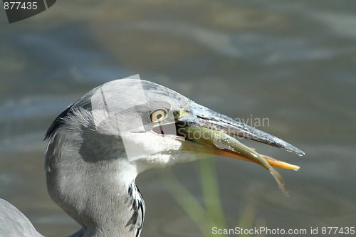 Image of Grey heron with a fish