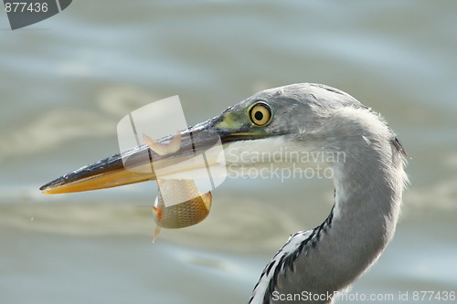 Image of Grey heron with a fish