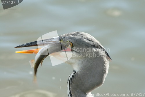 Image of Grey heron with a fish
