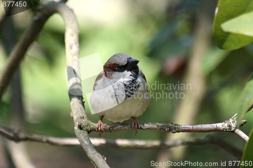 Image of Sparrow - Passer domesticus