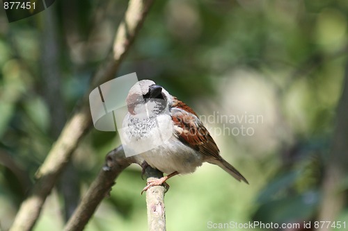 Image of Sparrow - Passer domesticus