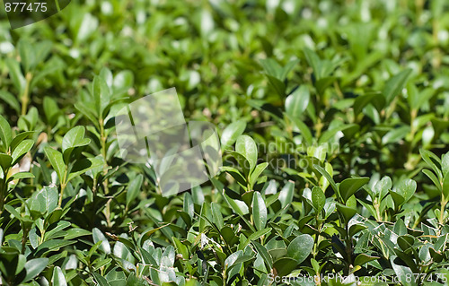 Image of Green grass texture