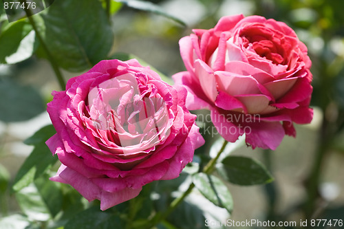 Image of Two pink roses
