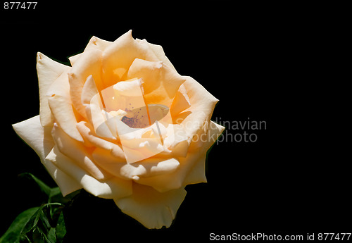 Image of Rose on black background