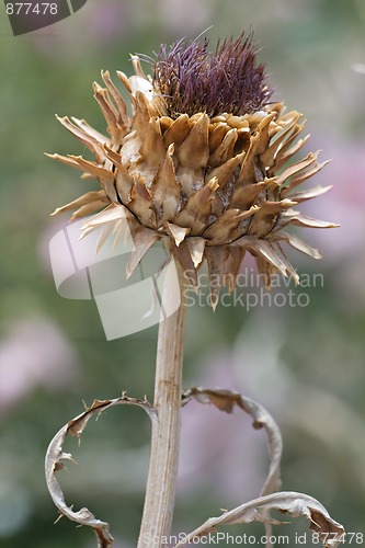 Image of Dry thistle