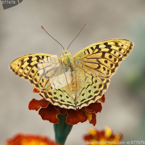 Image of Butterfly on a flower