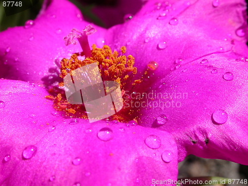 Image of Purple flower