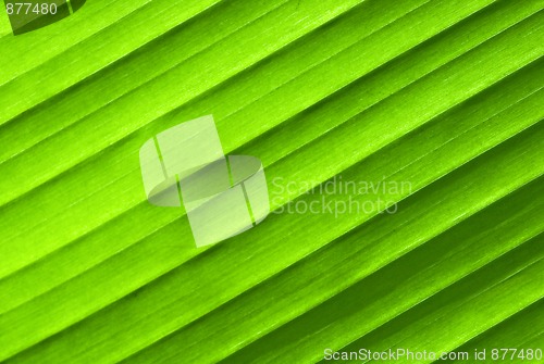 Image of Leaf texture