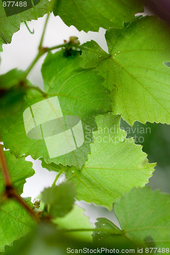 Image of grren leaves