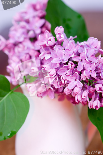 Image of lilac blooms 