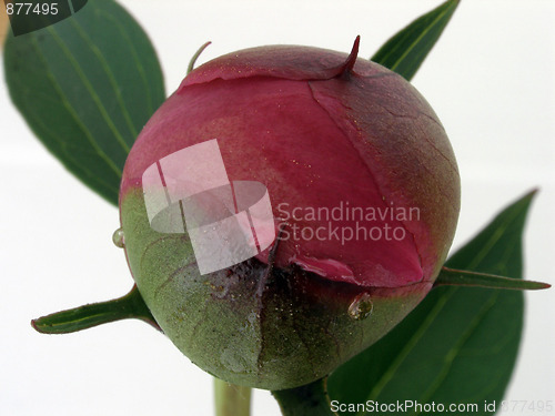 Image of peony
