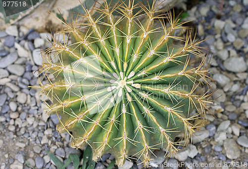 Image of Cactus