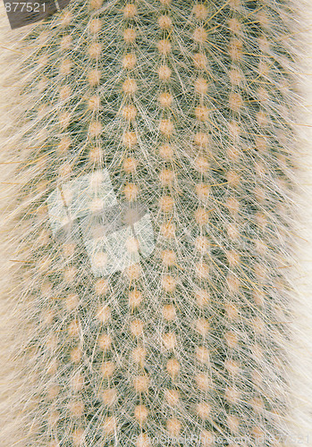 Image of Cactus