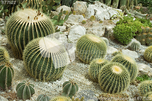 Image of Cactuses in a greenhouse