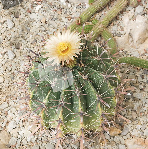 Image of Flowering cactus