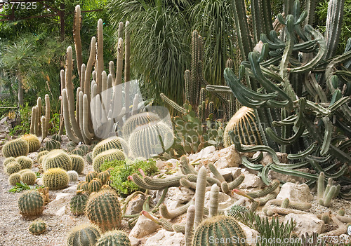 Image of Cactuses in a greenhouse