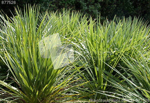 Image of Pampas grass