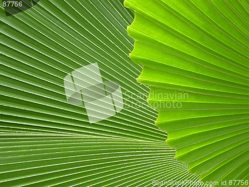 Image of Palm leaves